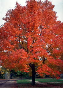 Red Maple