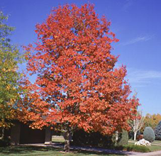 Red Oak