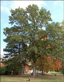 Swamp White Oak