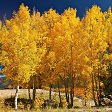 Quaking Aspen