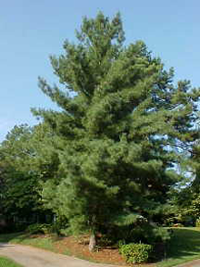 White Pine