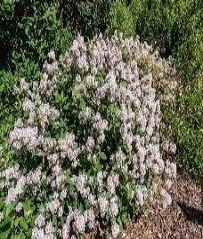 Photo of mature New Jersey Tea shrub