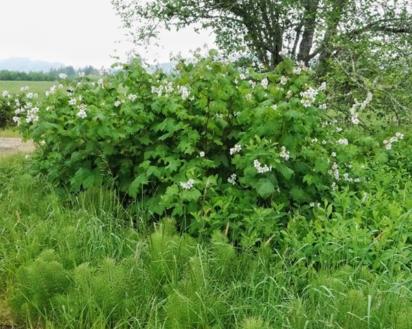 Picture of Thimbleberry shrub