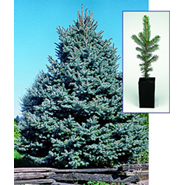 Colorado Spruce