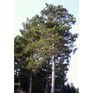 Red Pine