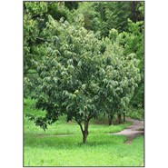 Chinese Chestnut