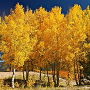 Quaking Aspen