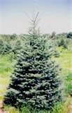 White Spruce