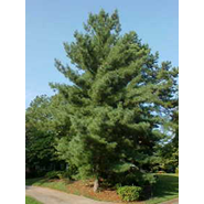 White Pine