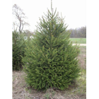 Norway Spruce