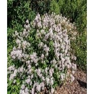 Photo of mature New Jersey Tea shrub