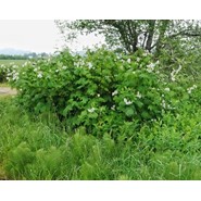 Picture of Thimbleberry shrub