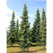 Black Spruce