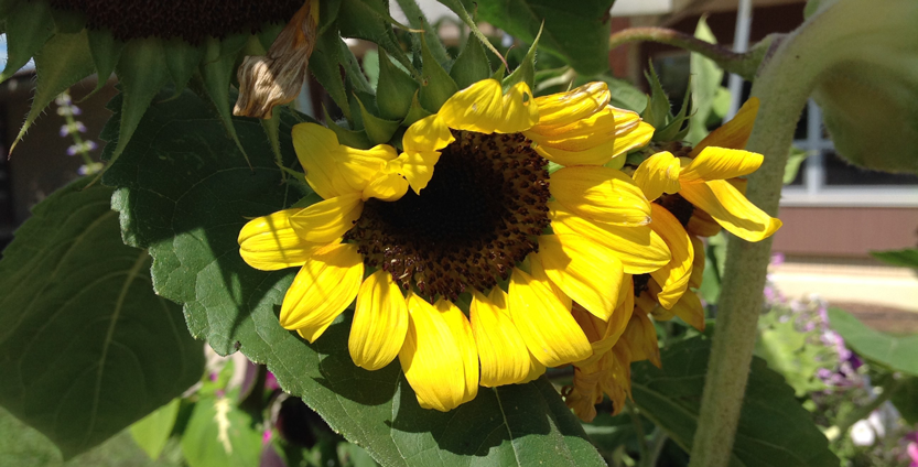 Graphic of Sunflower at the Columbia County Health Care Center