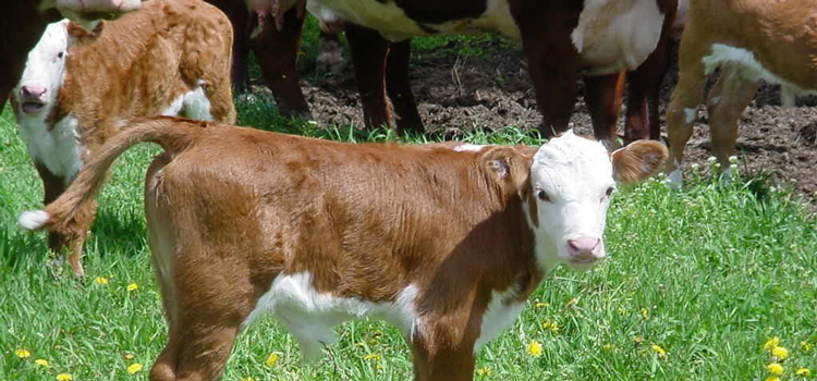 Graphic of a baby calf at a farm