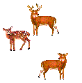 Graphic of Deer
