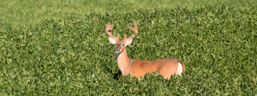 Graphic of Deer in Field